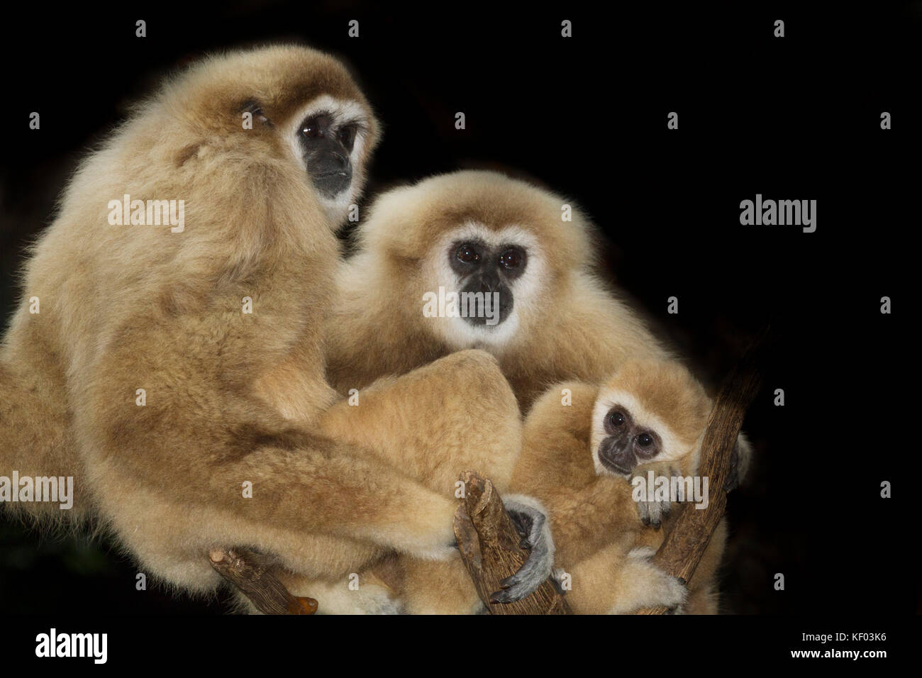 Familie von Weiß-handed Gibbons auf schwarzem Hintergrund Stockfoto