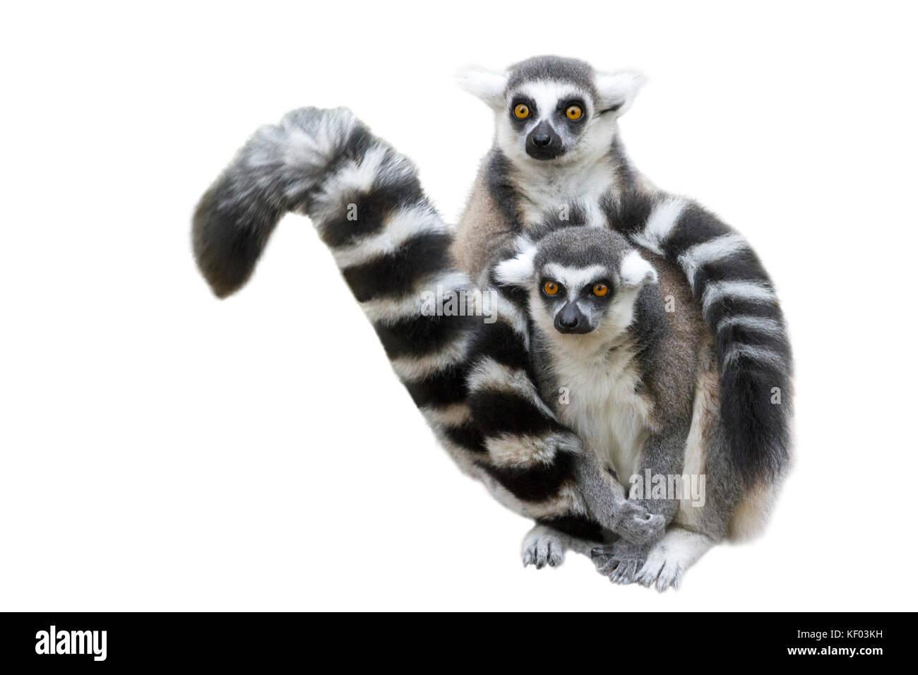 Ring tailed lemurs, islated auf Weiß Stockfoto