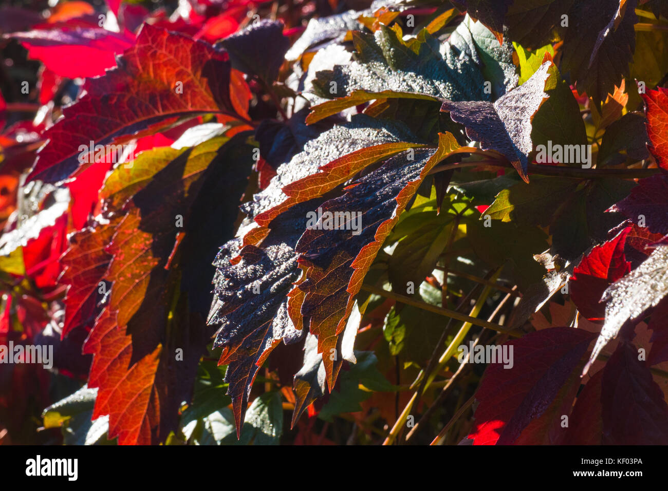 Rote Blätter im Herbst Stockfoto