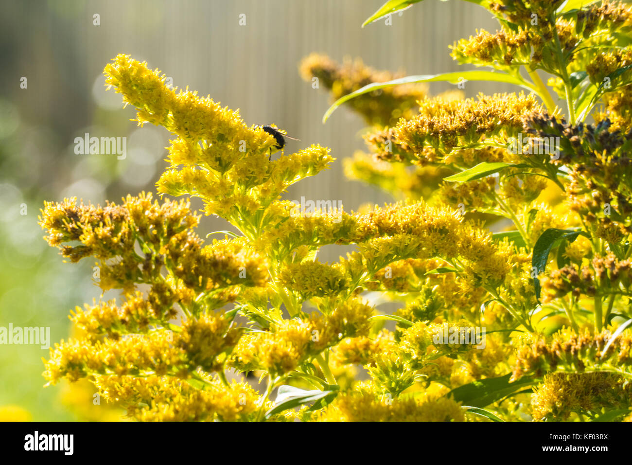 Gelbe Blätter Busch Stockfoto