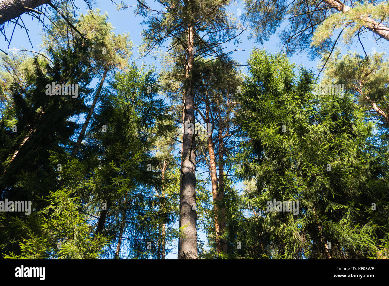 Wipfeln der Kiefern und Sky Stockfoto