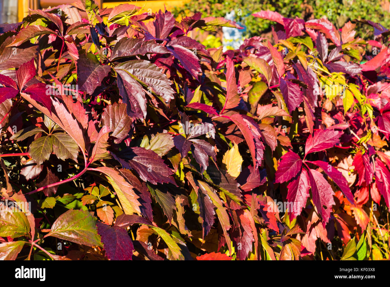 Rote Blätter im Herbst Stockfoto