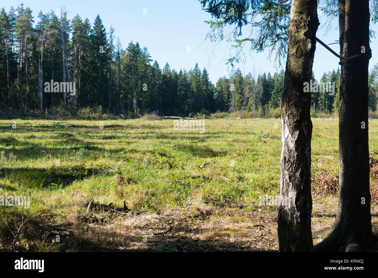 Waldlichtung und Bäume Stockfoto