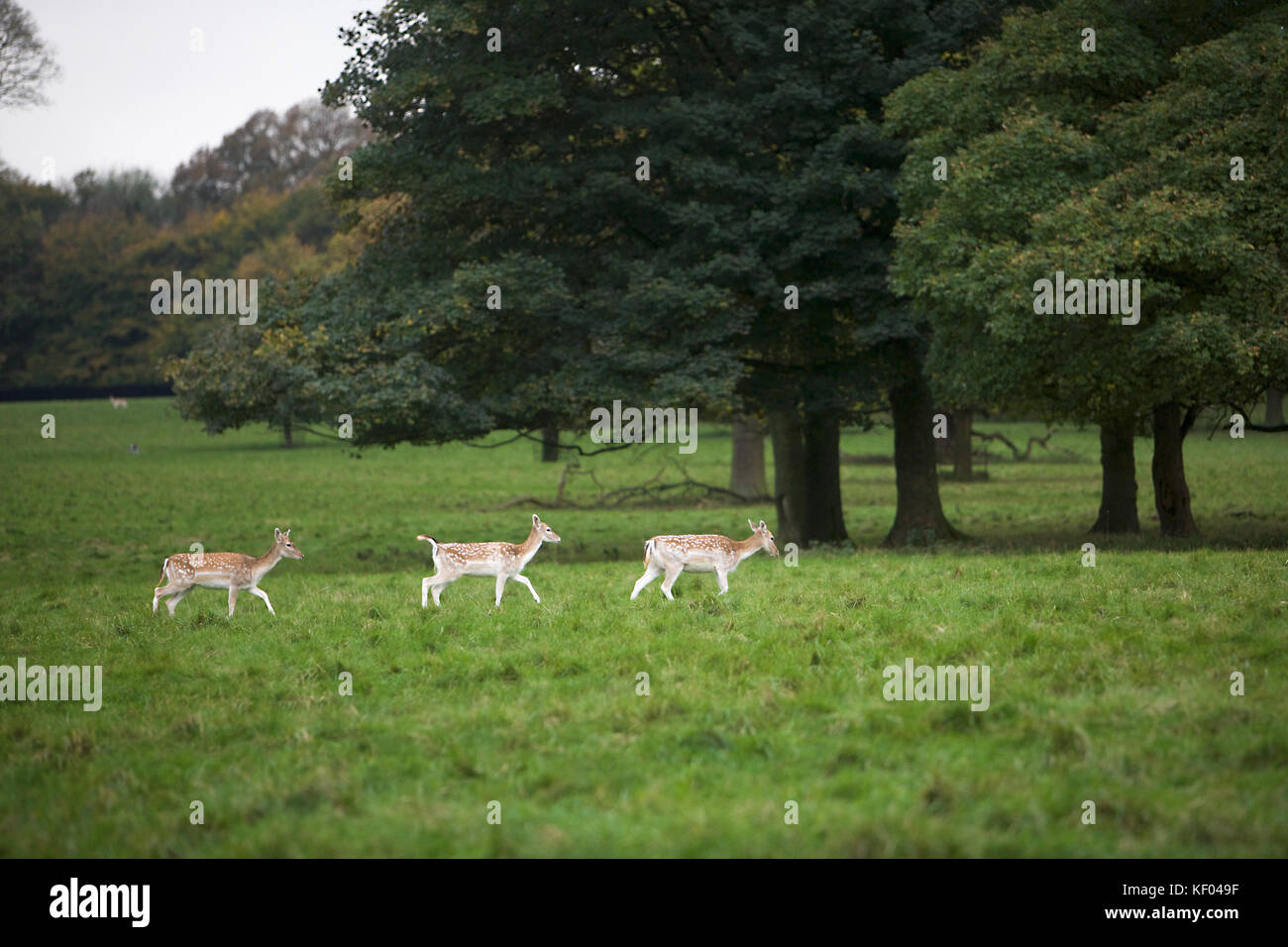 Rehe in der North Yorkshire Landschaft während der Brunftzeit Stockfoto