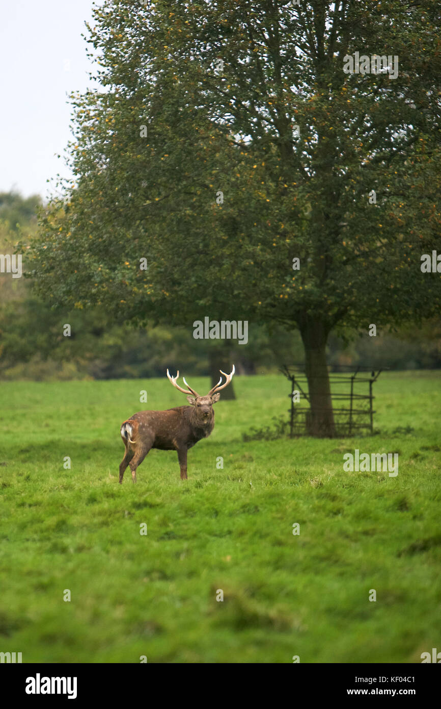 Rehe in der North Yorkshire Landschaft während der Brunftzeit Stockfoto