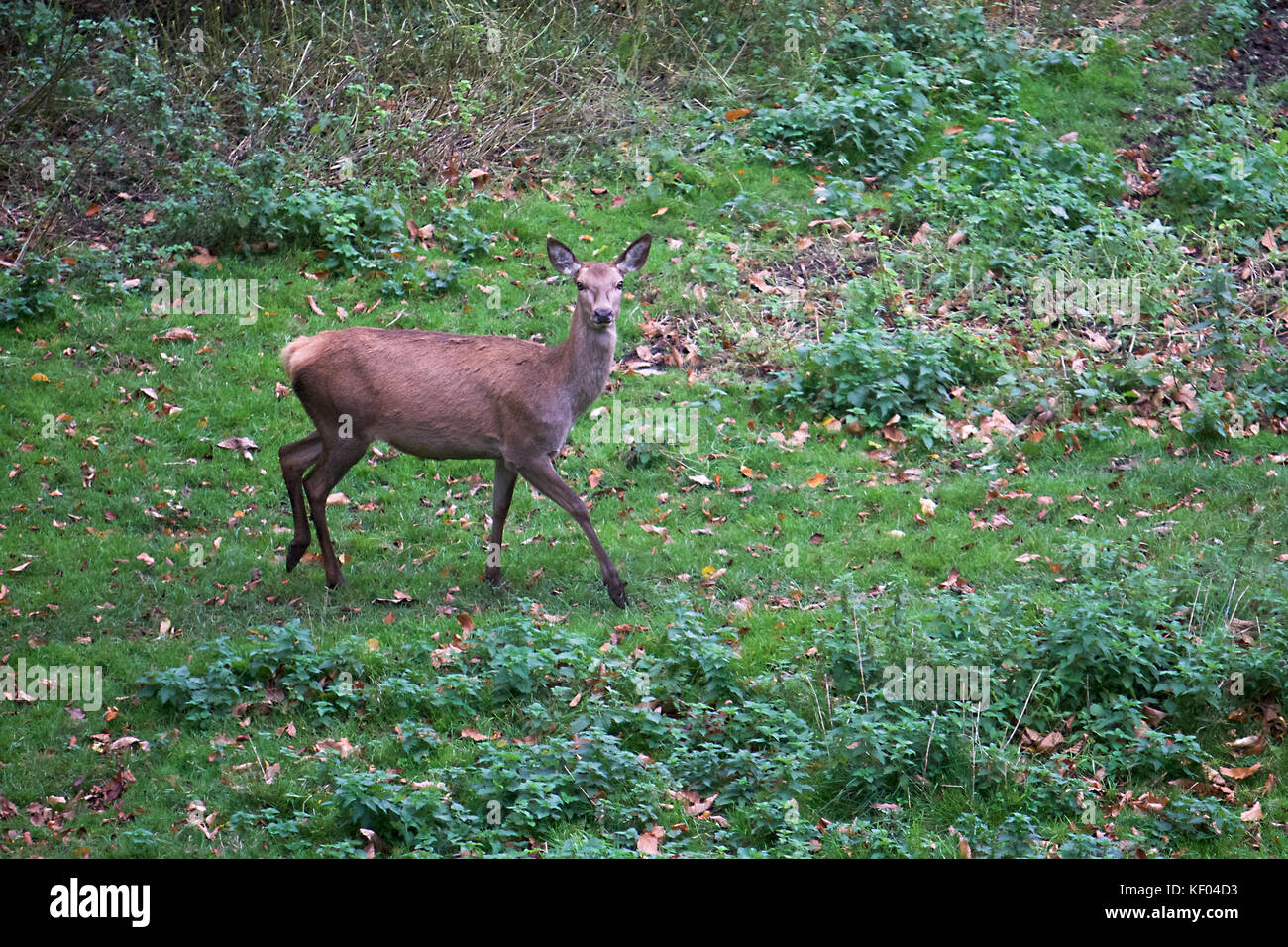 Rehe in der North Yorkshire Landschaft während der Brunftzeit Stockfoto