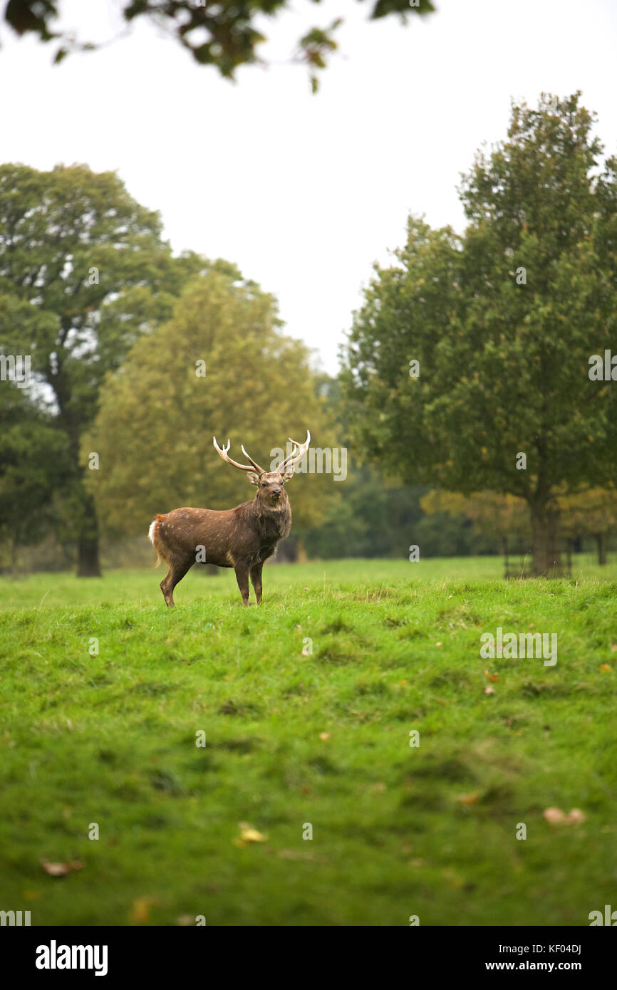 Rehe in der North Yorkshire Landschaft während der Brunftzeit Stockfoto