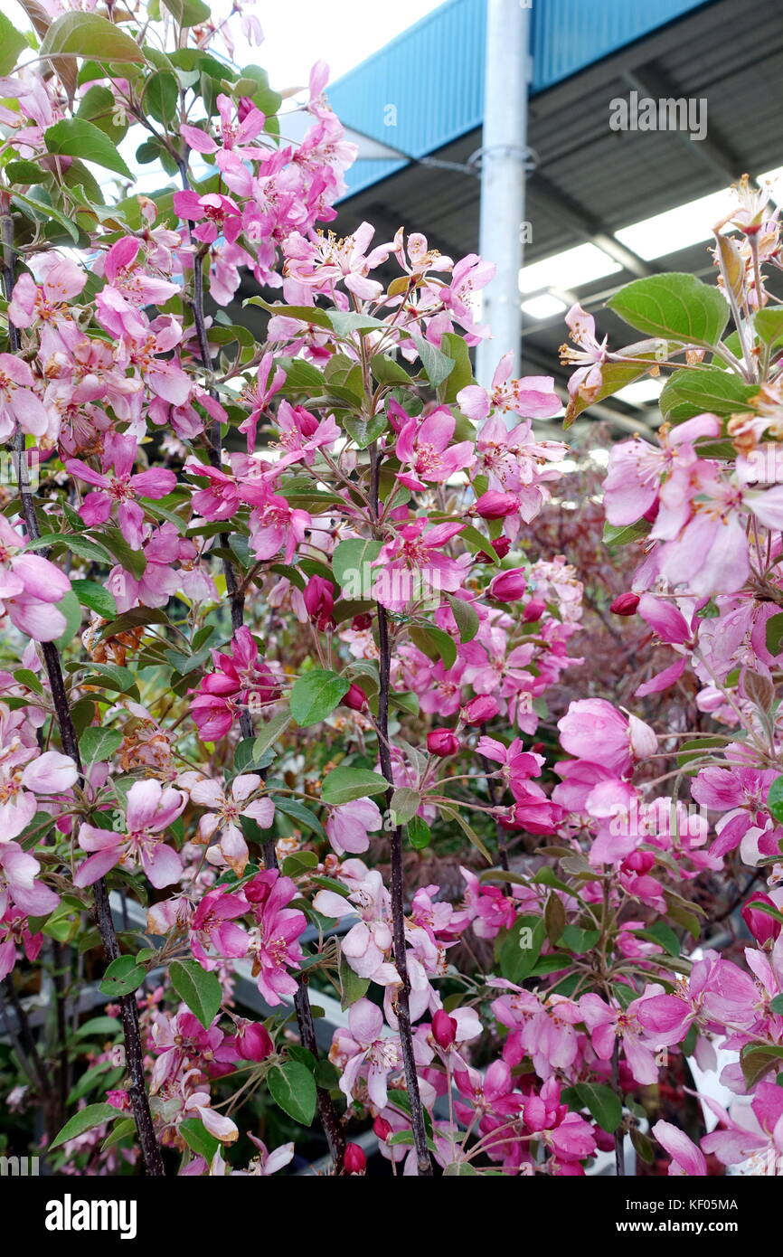 Crab Apple Malus Rejzam Baum in voller Blüte. Stockfoto