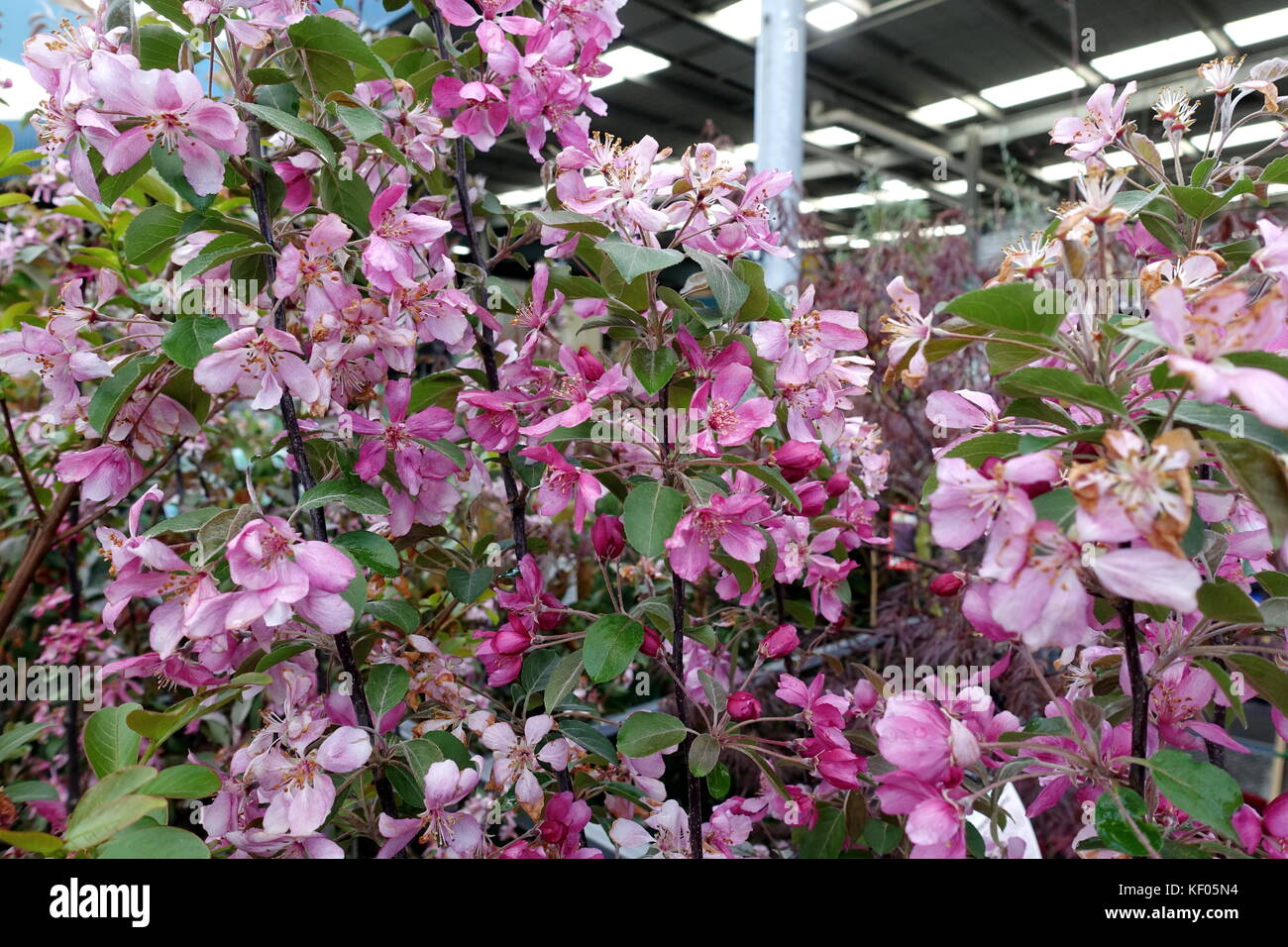 Crab Apple malus rejzam Baum in voller Blüte. Stockfoto