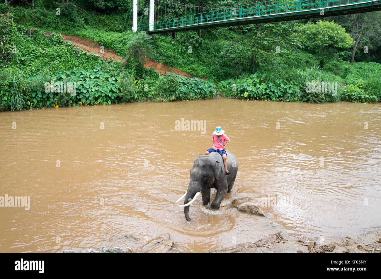 Besuch der Maetaeng Elephant Park - Mae Taeng. Mae Taeng ist eine Stadt 40 km nördlich von Chiang Mai. Stockfoto