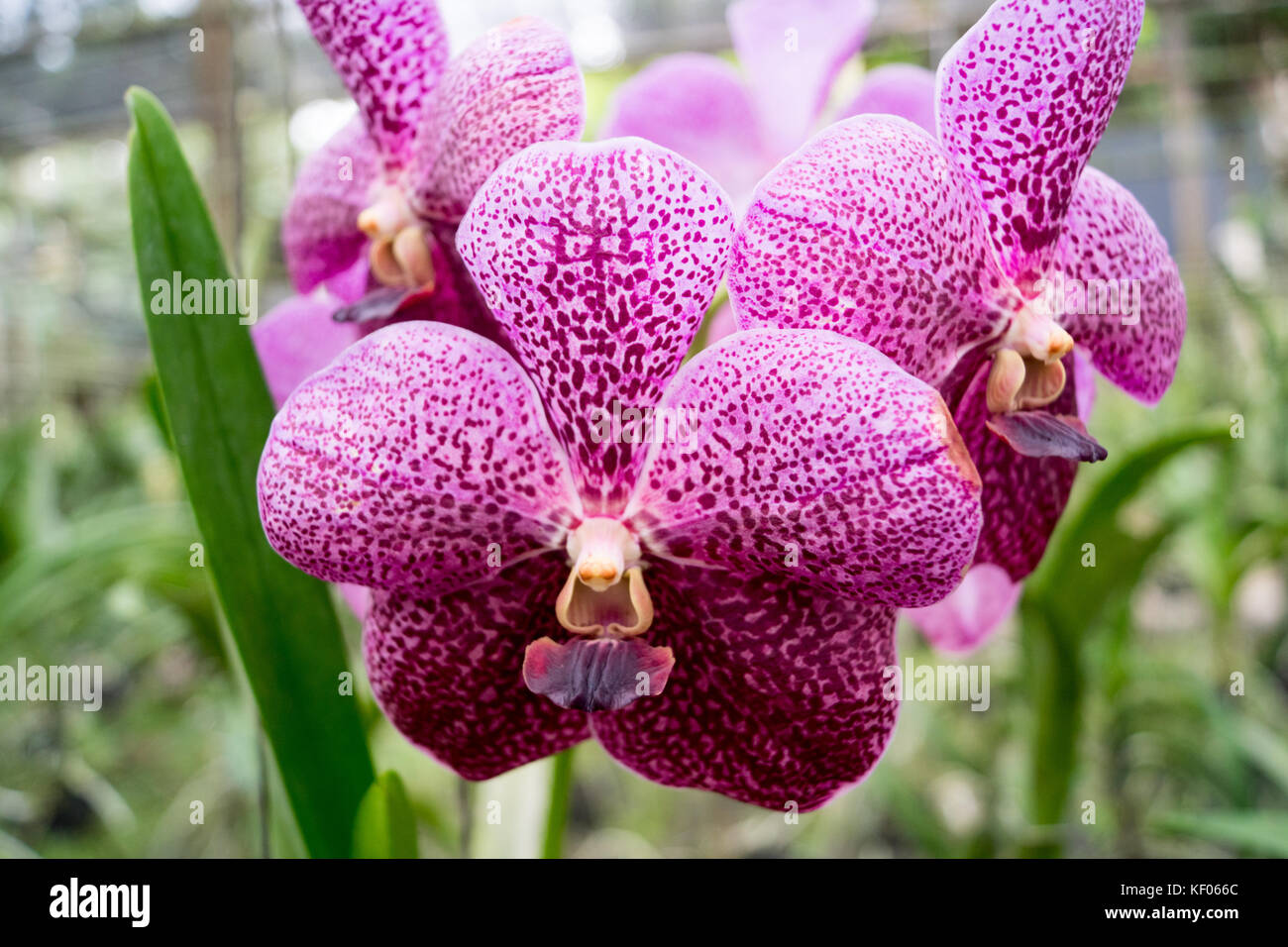 Besuch der Sai nam phung Orchidee - Mae Rim Chiang Mai. Stockfoto