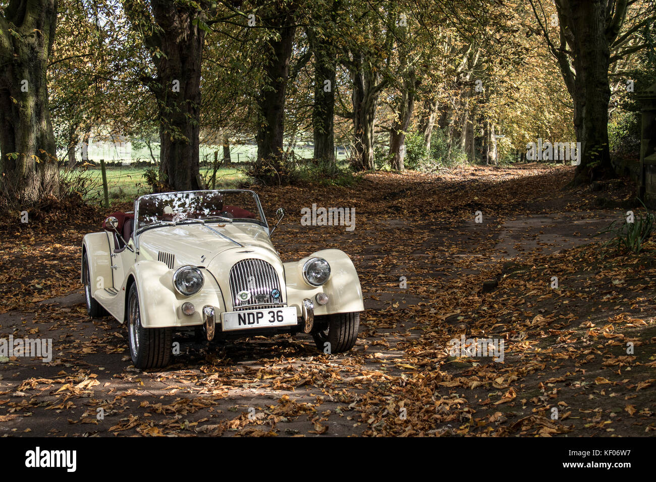 Eine creme Morgan Sports Car fotografiert im Herbst, im Cragg Holz, Rawdon, Yorkshire Stockfoto