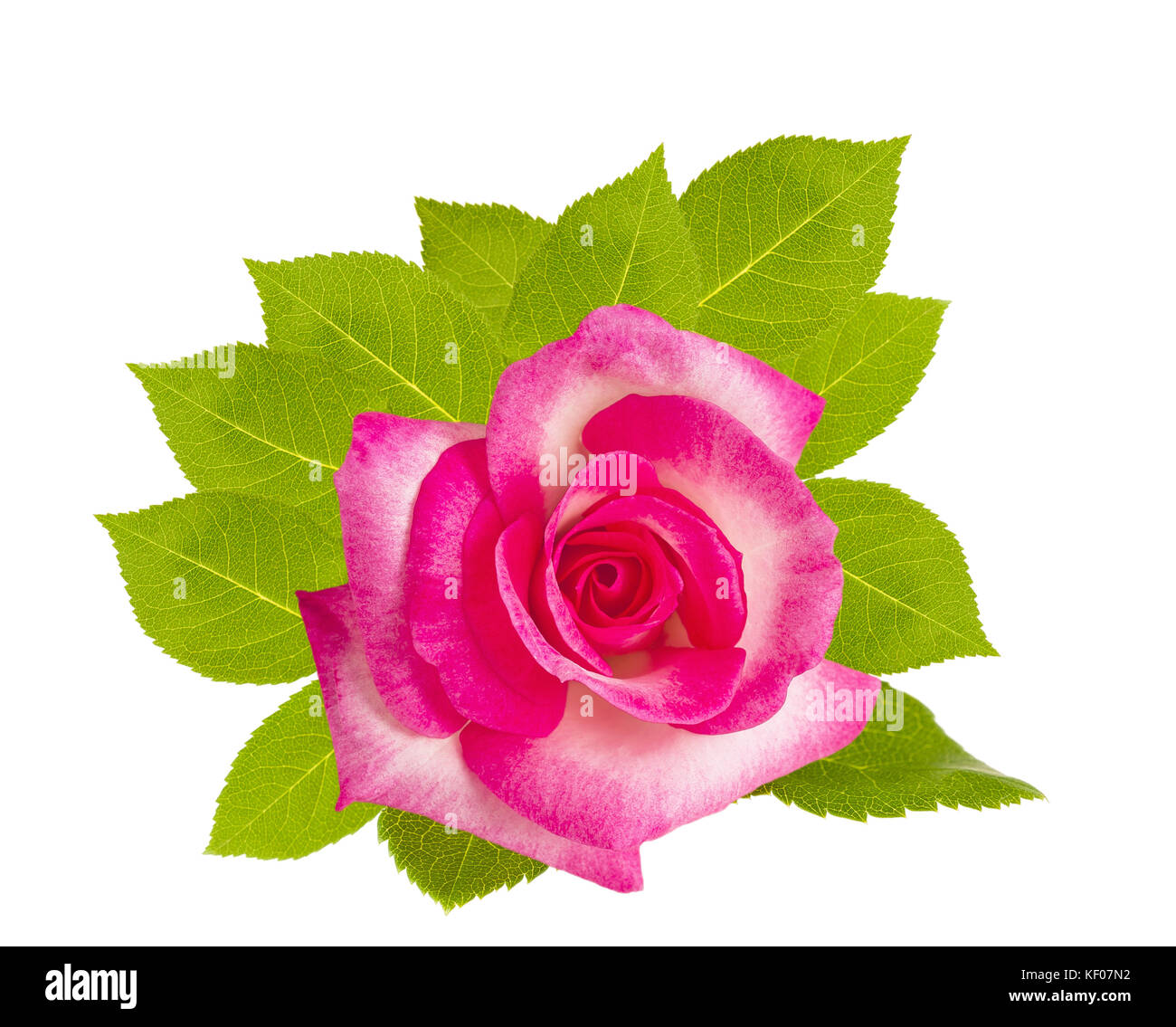 Rosa Rose auf Weiß isoliert Stockfoto