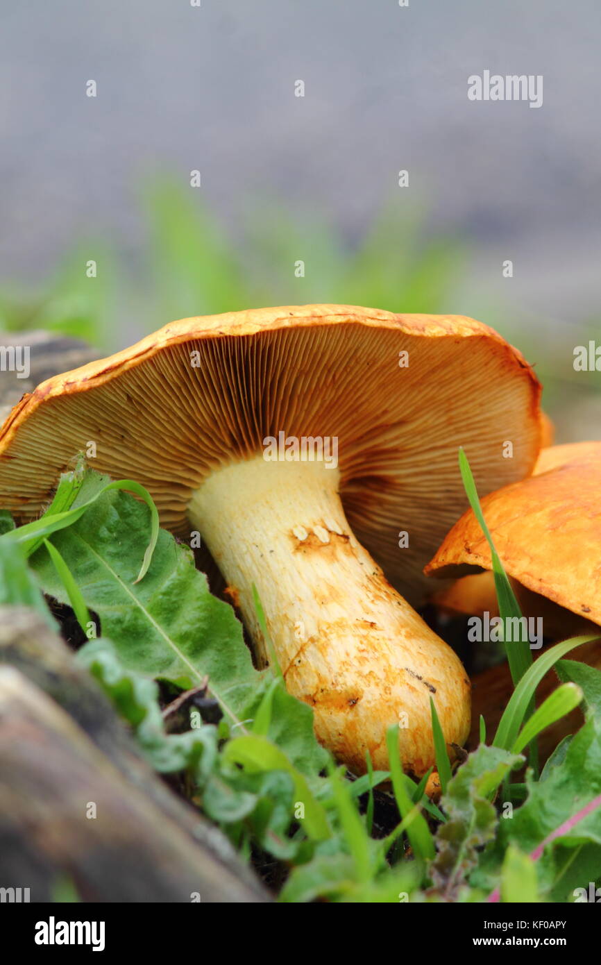 Helles orange Pilz im grünen Gras hautnah. Herbst Bild aus dem deutschen Wald. Stockfoto