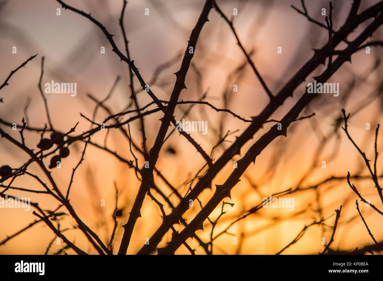 Dornenbusch in einer Heckenlandschaft, die gegen die untergehende Sonne silhouettiert wird Stockfoto