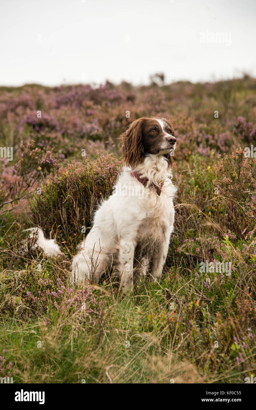 Ein Springer Spaniel sitzend aufmerksam bei einem Spaziergang durch das Moor, Großbritannien Stockfoto