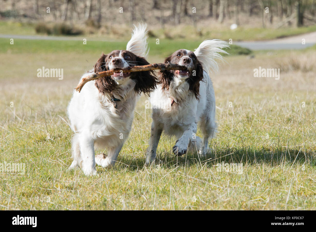 Verspielte Springer Spaniels mit einem Stick bei einem Spaziergang durch Felder in Großbritannien Stockfoto