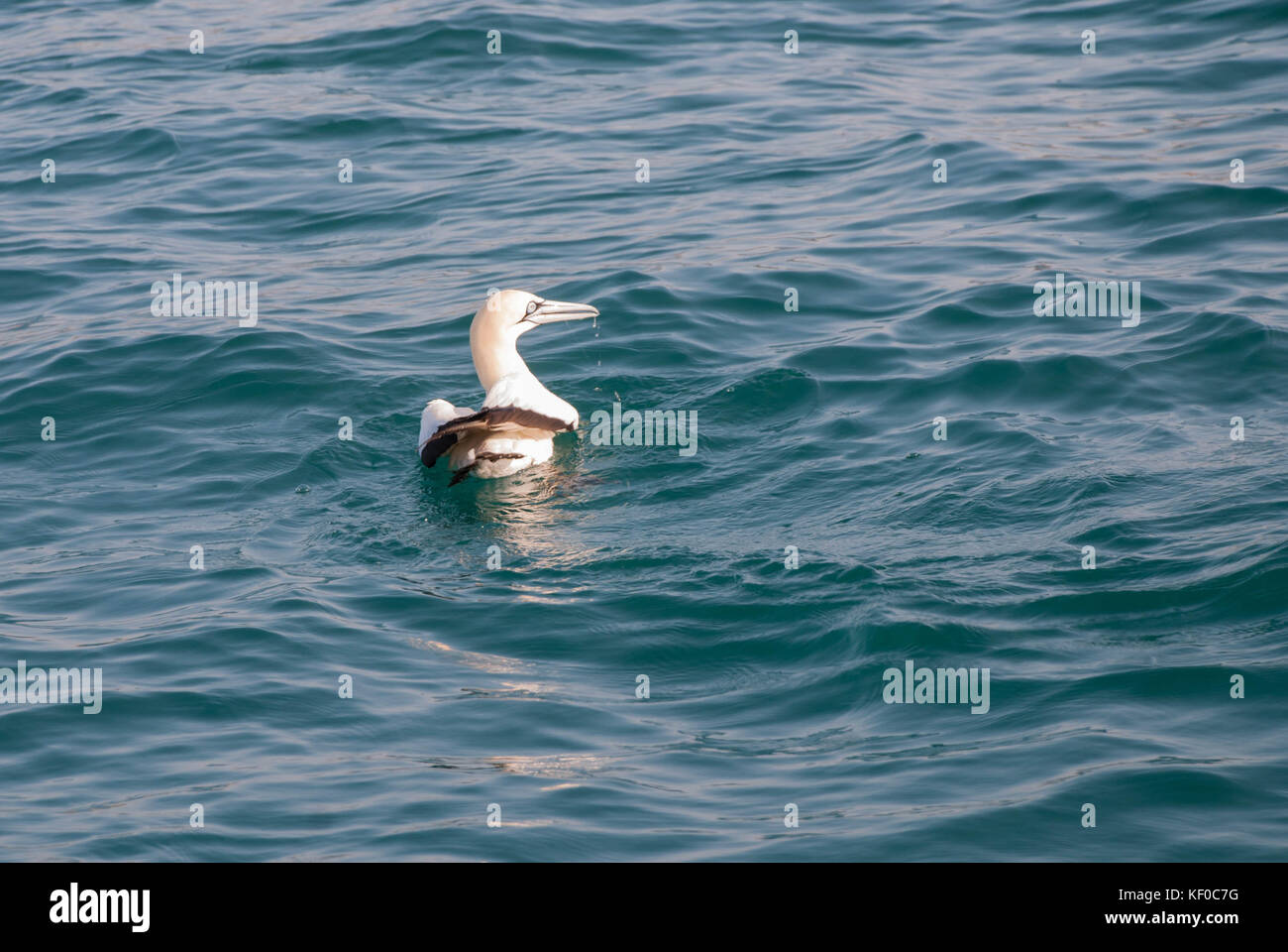 Ein kaptölpel Schwimmen im Ozean in Mossel Bay, Südafrika Stockfoto