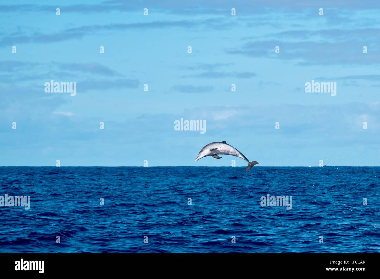 Ein Atlantischer Fleckendelfin sprang aus dem Meer in der Nähe der Insel Pico. Stockfoto