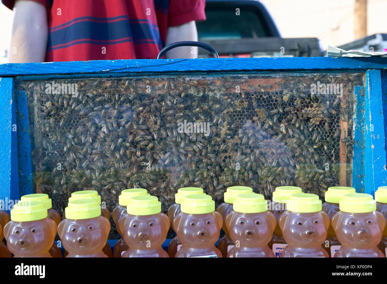 Flaschen Honig in Bear geformte Gläser vor einem Sehen durch Bienenstock Anzeige mit busy Arbeitsbienen. Stockfoto