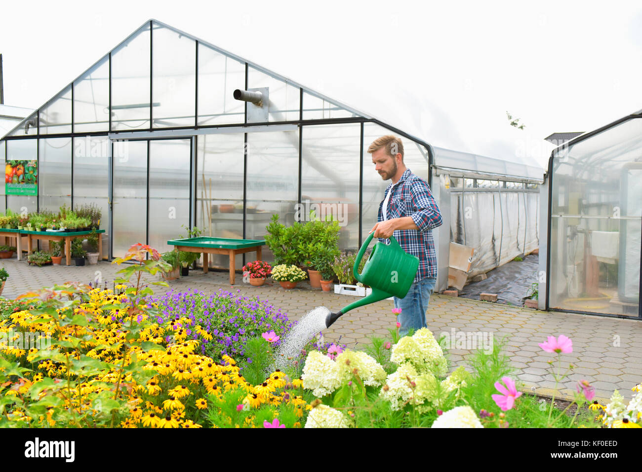 Gärtner Blumen gießen vor der Treibhausgasemissionen Stockfotografie