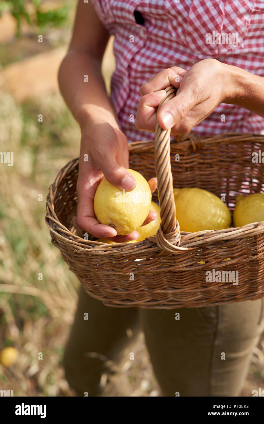 Hände von Frau mit Korb mit Zitronen, close-up Stockfoto