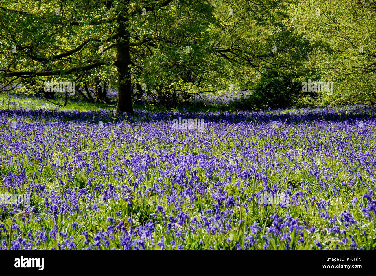 Bluebells in einem offenen Feld bei Brock Bottoms, Claughton, Preston, Lancashire, England, Großbritannien. Stockfoto