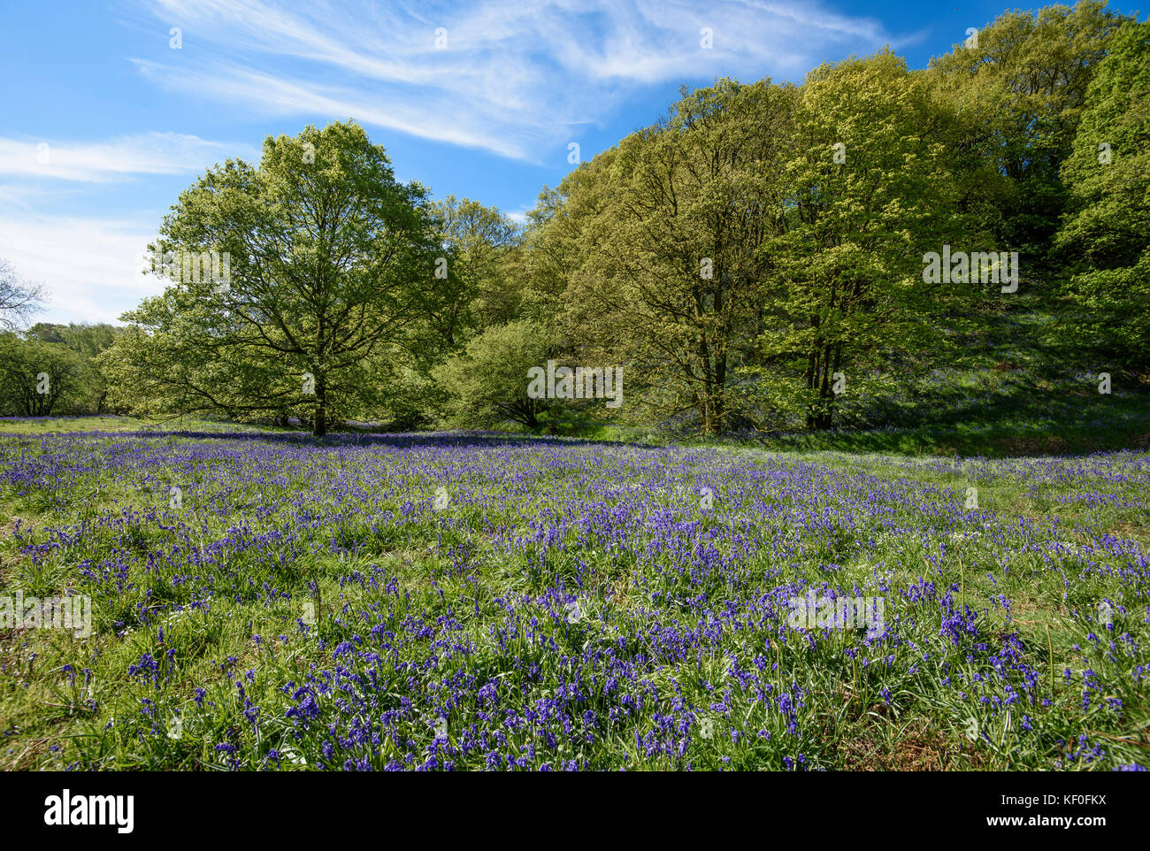 Bluebells in einem offenen Feld bei Brock Bottoms, Claughton, Preston, Lancashire, England, Großbritannien. Stockfoto