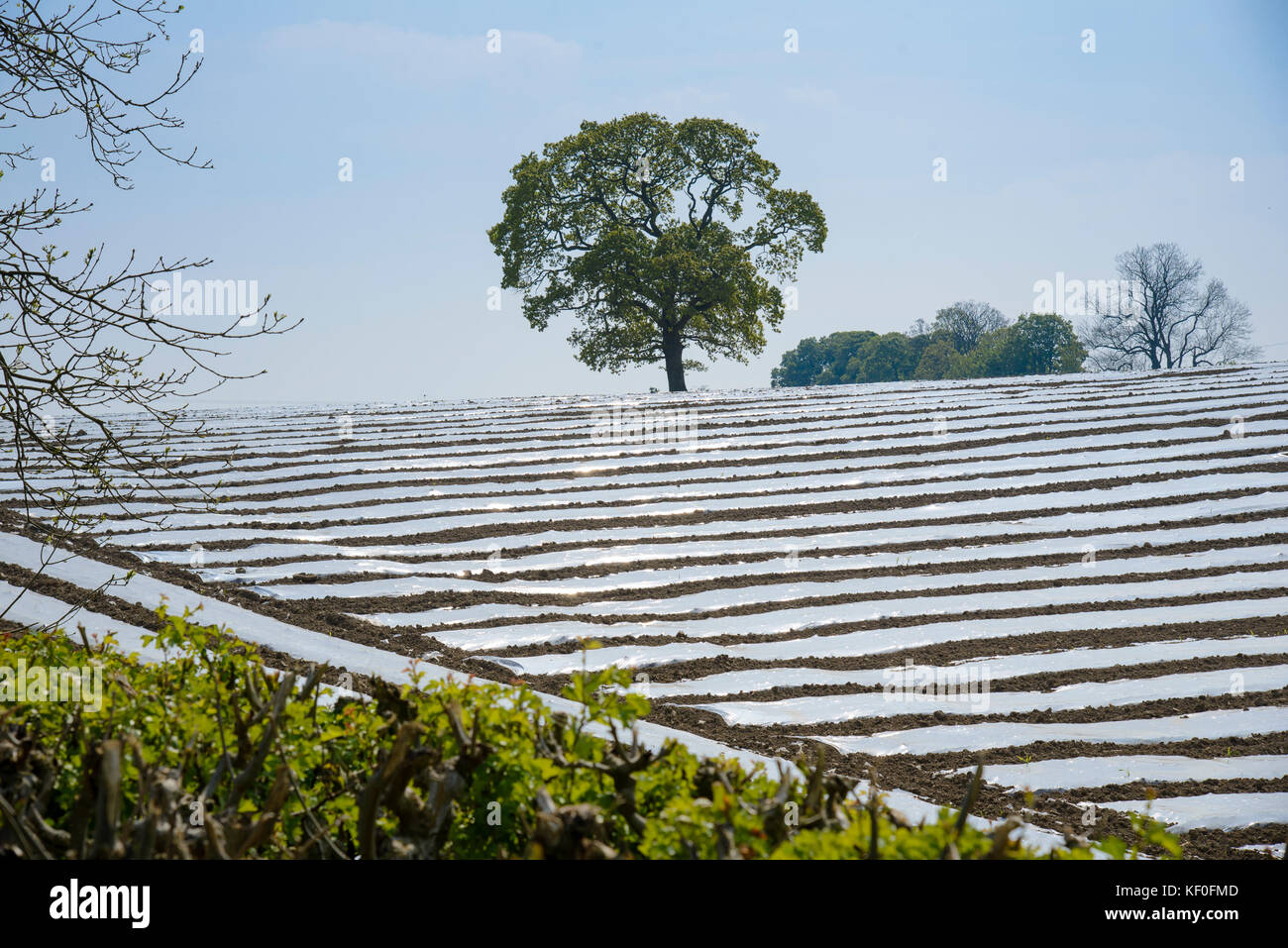 Mais wächst unter Plastik bei Carnforth, Lancashire. Stockfoto