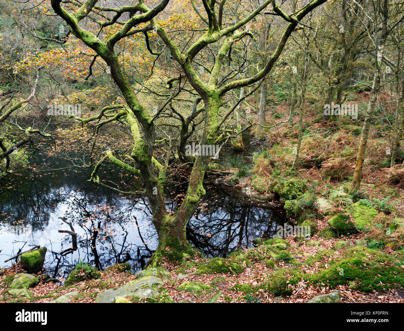 Moos bedeckt Eiche Baum im Herbst von Guisecliff Tarn in Guisecliff Holz Pateley Bridge Yorkshire England Stockfoto