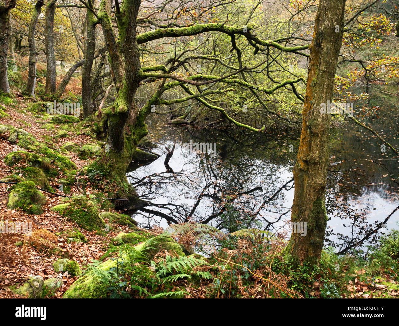 Moos bedeckt Baum im Herbst von Guisecliff Guisecliff Tarn im Wald in der Nähe von Pateley Bridge Yorkshire England Stockfoto