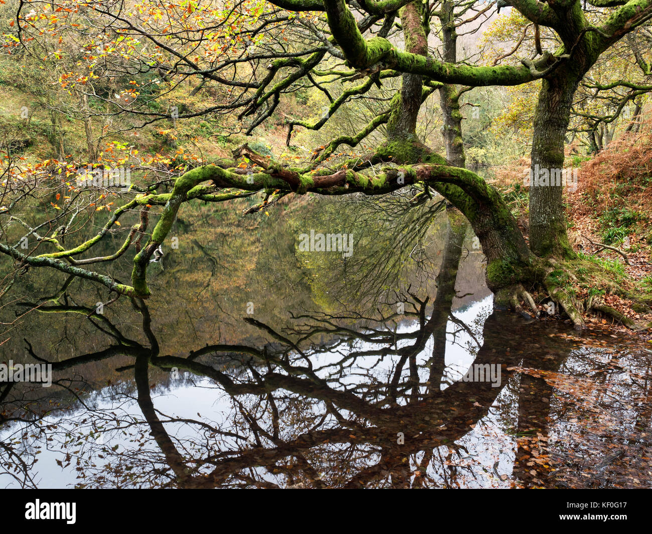 Moos bedeckt Baum im Herbst von Guisecliff Guisecliff Tarn im Wald in der Nähe von Pateley Bridge Yorkshire England Stockfoto