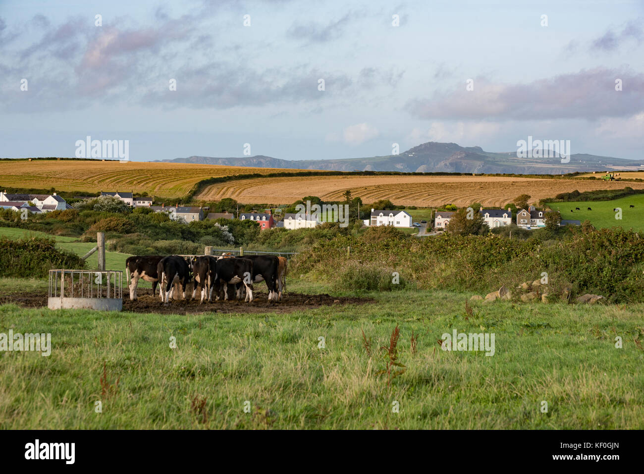 Küstenansicht, Ynys Barry, Porthgain, Pembrokeshire, Dyfed, Wales, Vereinigtes Königreich. Stockfoto