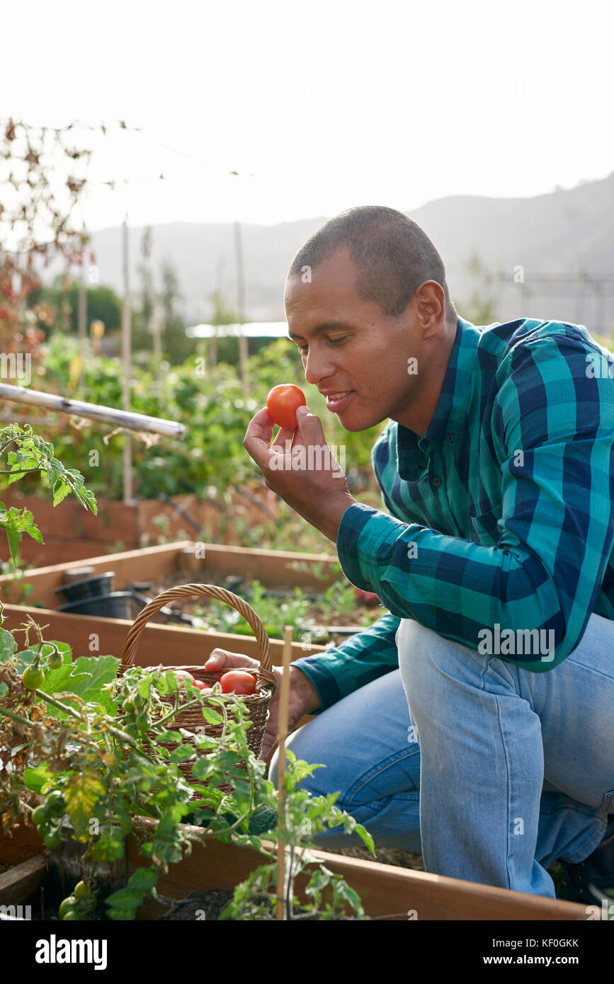 Lächelnden jungen Landwirt riechen eine Tomate Stockfoto