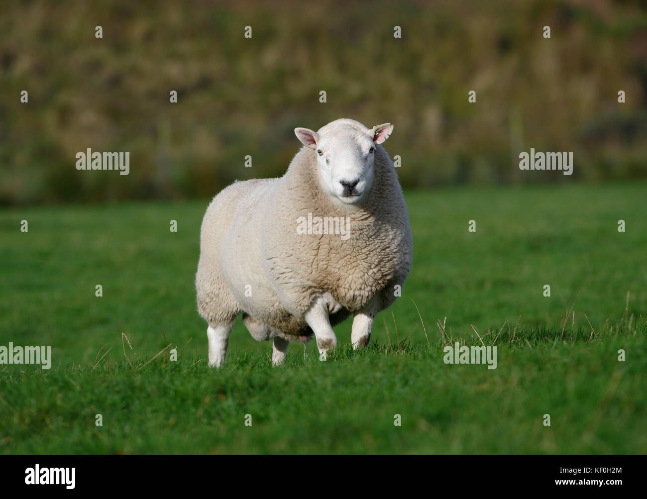 Cheviot ram, Marshaw, Lancaster, Lancashire. Stockfoto