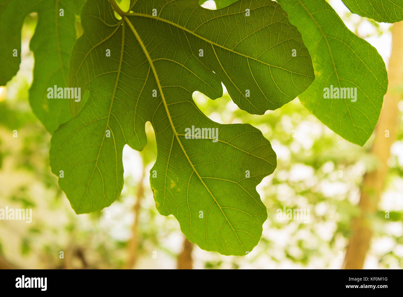 Frische, grüne Ebene Baum, Blätter, Natur Stockfoto