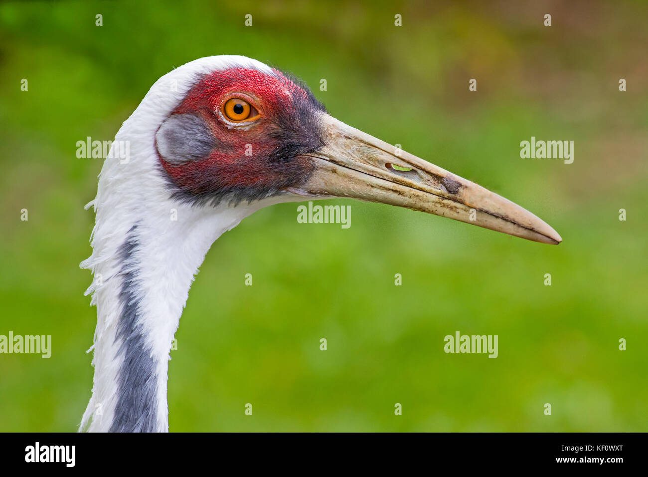 Eine Weiß-Kran (antigone vipio) auf dem Alarm naped Stockfoto