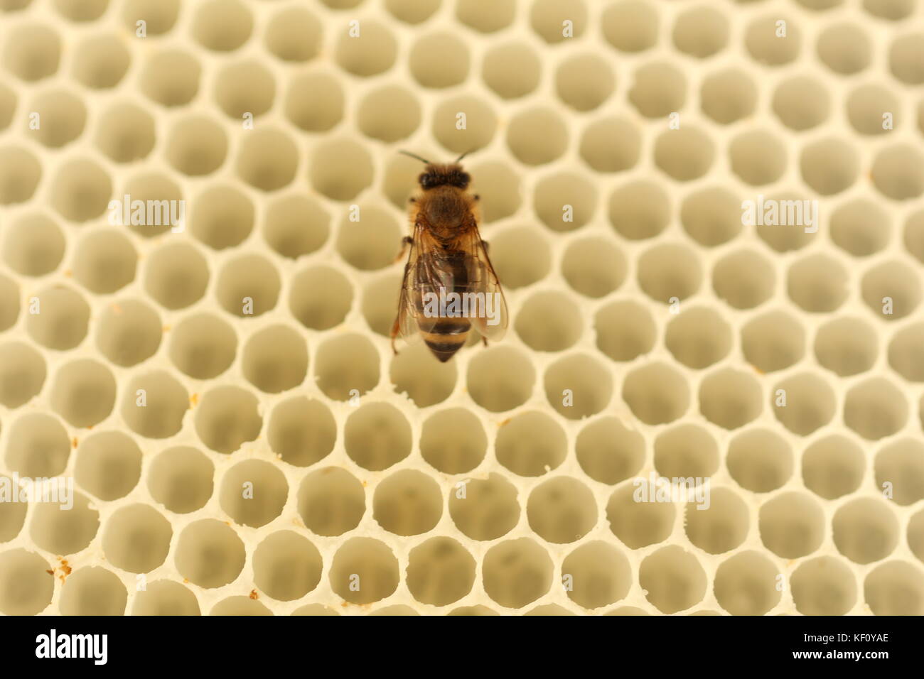 Biene auf einem Kamm Stockfoto