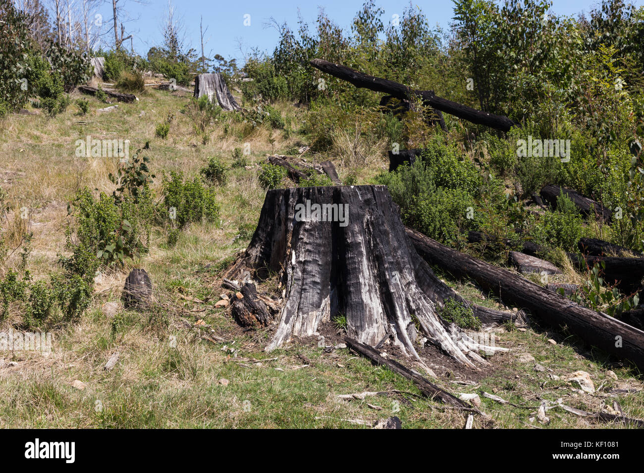 Die Entwaldung und die Protokollierung der Wälder Stockfoto