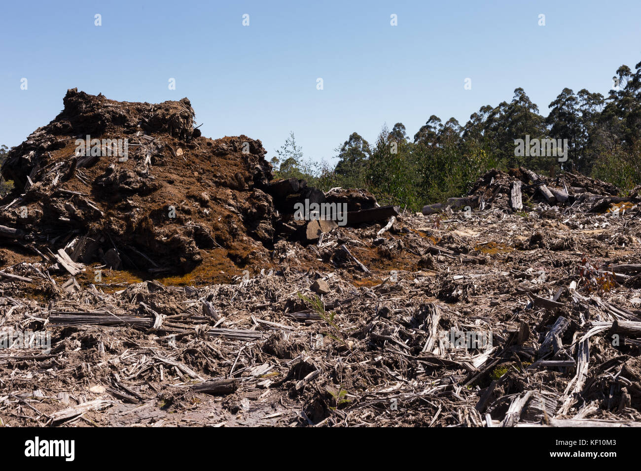 Die Entwaldung und die Protokollierung der Wälder Stockfoto