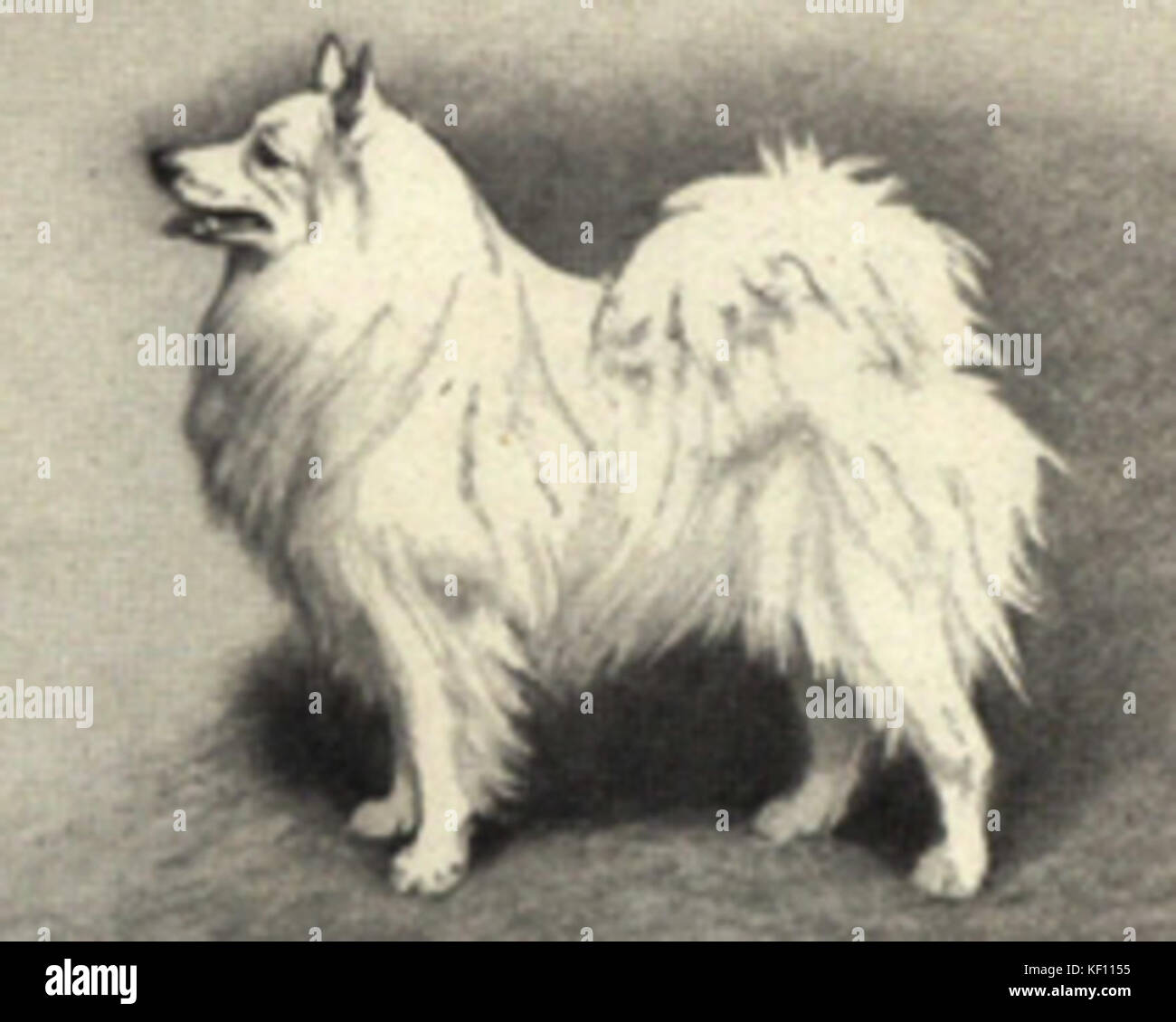 Deutscher Spitz-Portrait Stockfoto