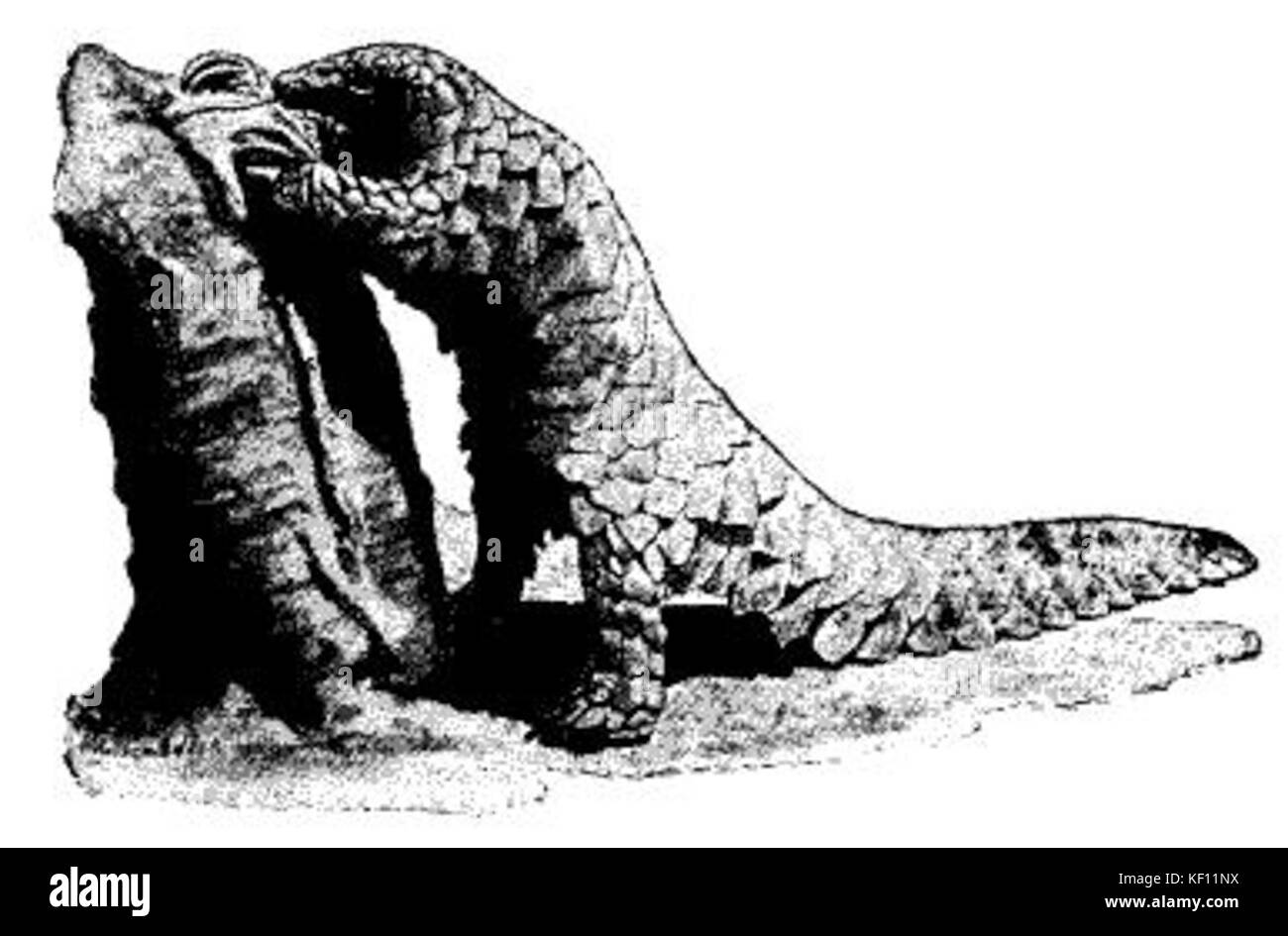 Manis temmincki ugglan Stockfoto