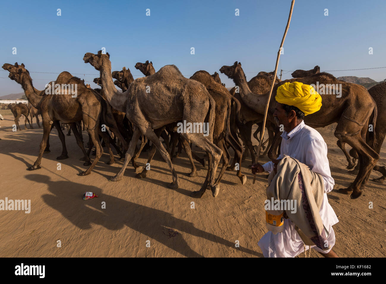 Pushkar, Indien. 24. Oktober, 2017. pushkar Camel fair. ein Kamel Züchter holt seine Kamele. Credit: ravikanth Kurma/alamy leben Nachrichten Stockfoto