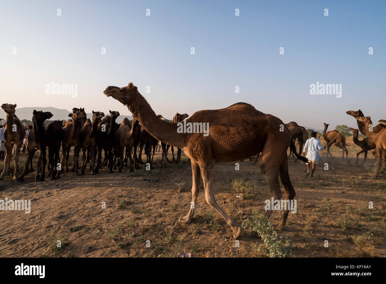 Pushkar, Indien. 24. Oktober, 2017. pushkar Camel fair. Kamele auf dem Messegelände. Credit: ravikanth Kurma/alamy leben Nachrichten Stockfoto