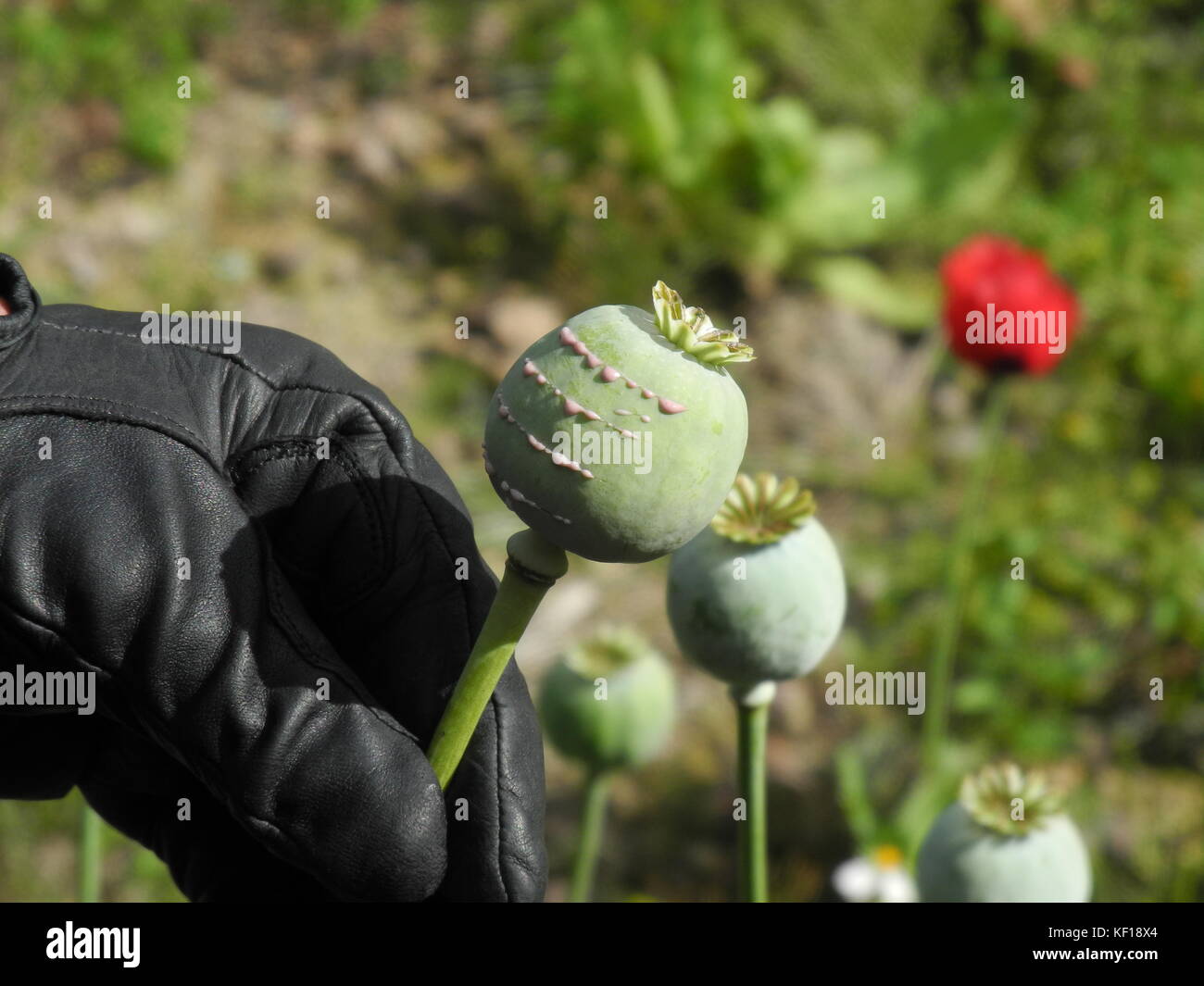 Chihuahua, Mexiko. Oktober 2017. Ein Soldat, der zeigt, wie eine Mohnblume in der Nähe von Guachochi im Bundesstaat Chihuahua, Mexiko, geerntet wird, am 18. Oktober 2017. Die Bauern schneiden die Samenkästen mit einem Messer ab und das daraus entstehende Latex wird in der Sonne getrocknet und abgeschabt. Heroin wird in geheimen Labors aus rohen Opium hergestellt. In den USA sterben täglich rund 90 Menschen an einer Überdosierung von Heroin. Die US-Regierung dringt darauf, den nationalen Notstand auszurufen, während Mexikos Streitkräfte täglich Hunderte von Opiummohnfeldern zerstören. Quelle: Denis Düttmann/dpa/Alamy Live News Stockfoto