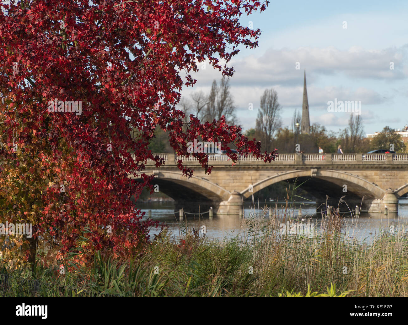 London, Großbritannien. 25 Okt, 2017. Herbst in London: ein Baum mit roten Blätter an einem Herbsttag im Hyde Park in London. foto Datum: Mittwoch, 25. Oktober 2017. Quelle: Roger Garfield/alamy leben Nachrichten Stockfoto