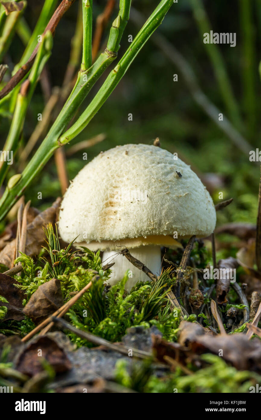 Vertikale Foto von einzelnen weissen Pilz, wächst aus dem Boden und Moos in den Wald. Es tödlich grünen Fliegenpilz giftig ist mit derzeit Weiß Stockfoto