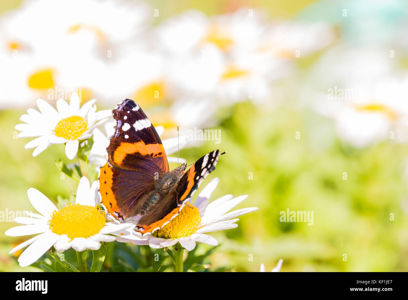 Horizontale Foto von Admiral Schmetterling mit schönen Flügel mit dunklen Schwarz, orangen und weißen Farben und behaarte Körper. Insekt auf White Daisy bloom w thront Stockfoto