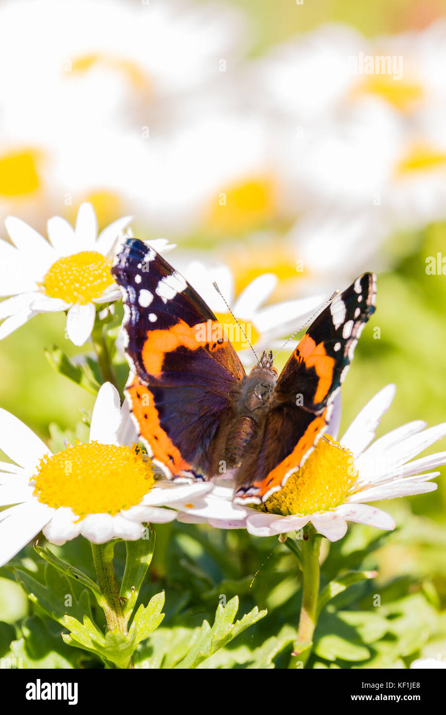Vertikale Foto von Admiral Schmetterling mit schönen Flügel mit dunklen Schwarz, orangen und weißen Farben und behaarte Körper. Insekt auf White Daisy bloom Esprit thront Stockfoto