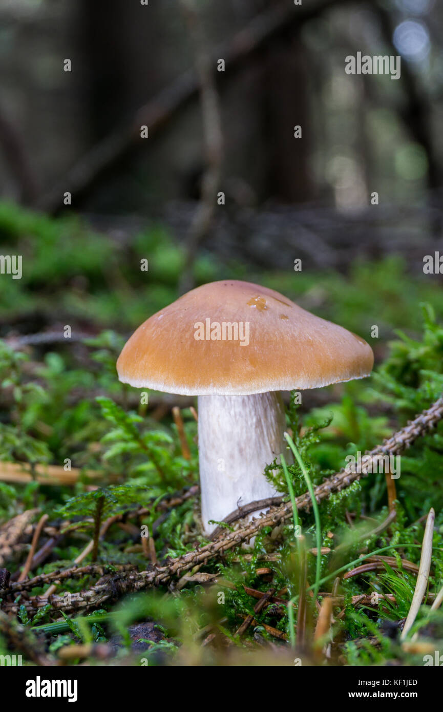 Vertikale Foto von einzelnen Jungen Fliegenpilz Pilz. Die Art mit hellbraun und weiß Stammzellen psathyrella ist. Pilz wächst von Moos mit wenigen Co Stockfoto